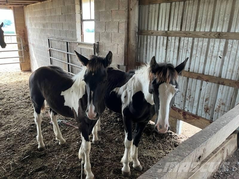  Horse Filly Diger hayvancilik makina ve aksesuarlari