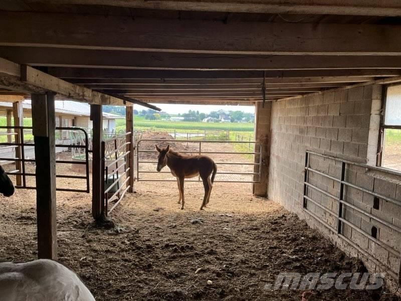  Mule Colt Diger hayvancilik makina ve aksesuarlari