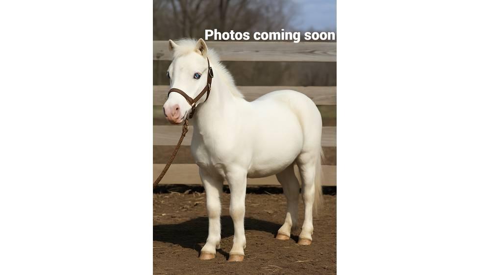 White Pony 40in Süt sağım ekipmanları