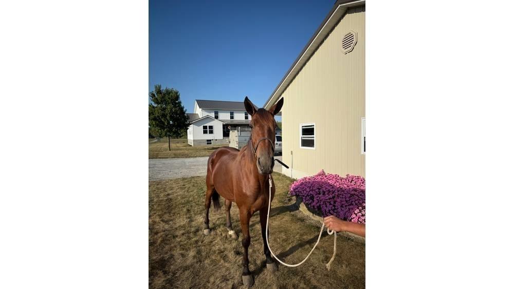  Horse Standardbred Diger hayvancilik makina ve aksesuarlari