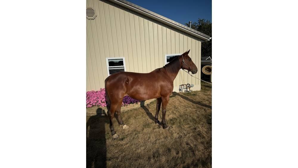 Horse Standardbred Diger hayvancilik makina ve aksesuarlari