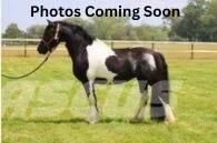  Horse Standardbred Diger hayvancilik makina ve aksesuarlari