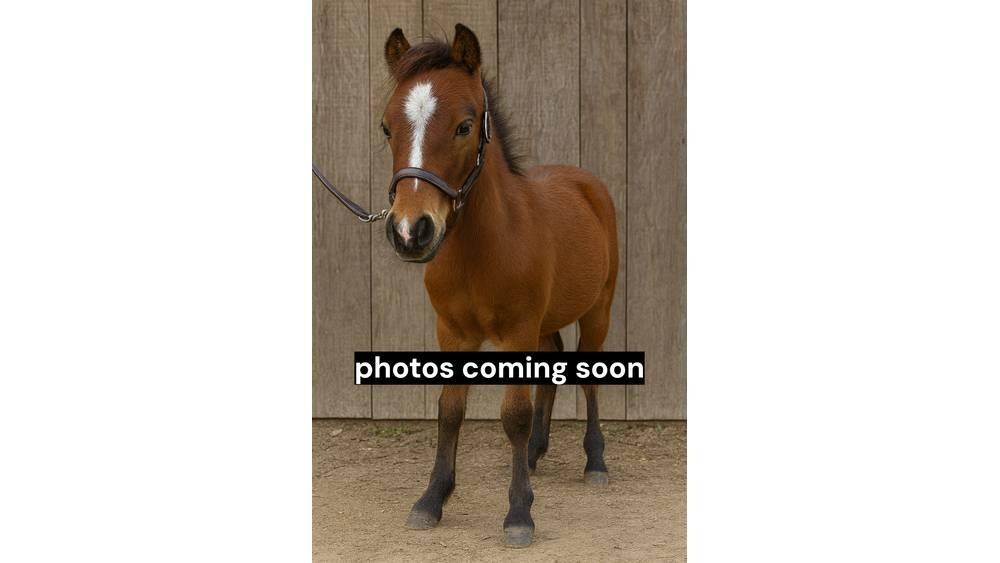  Pony Stallion 35in Süt sağım ekipmanları