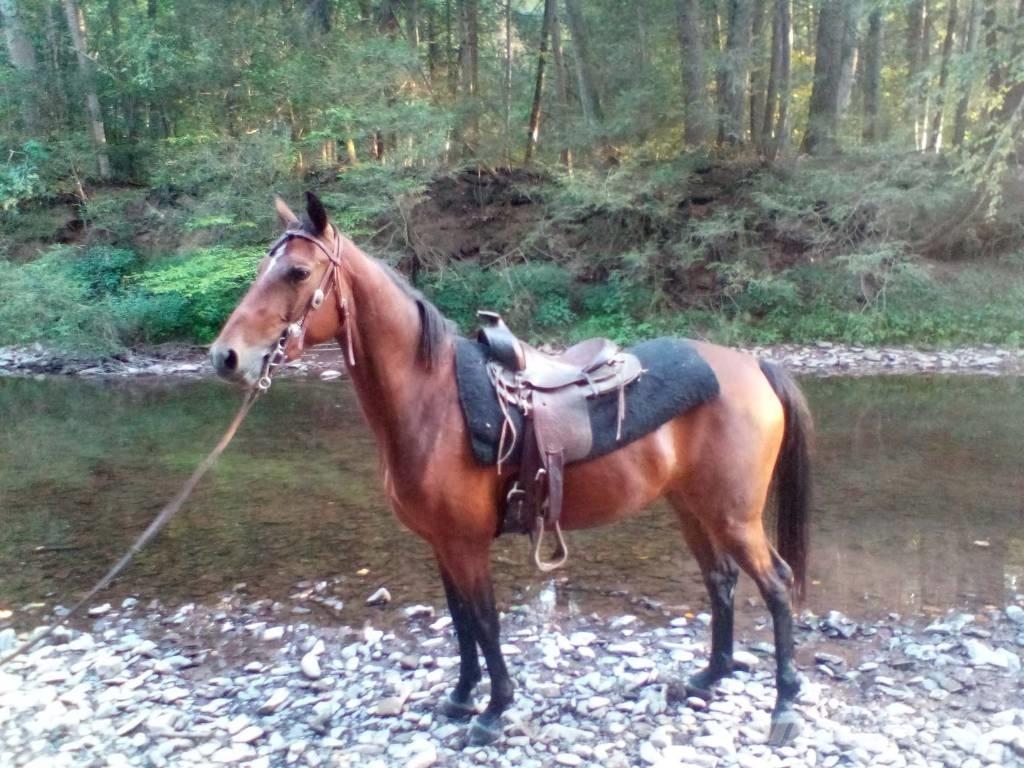 Morgan Mare Diger hayvancilik makina ve aksesuarlari