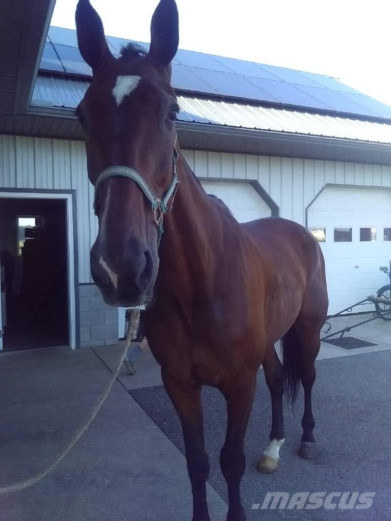 Standardbred Gelding Süt sağım ekipmanları
