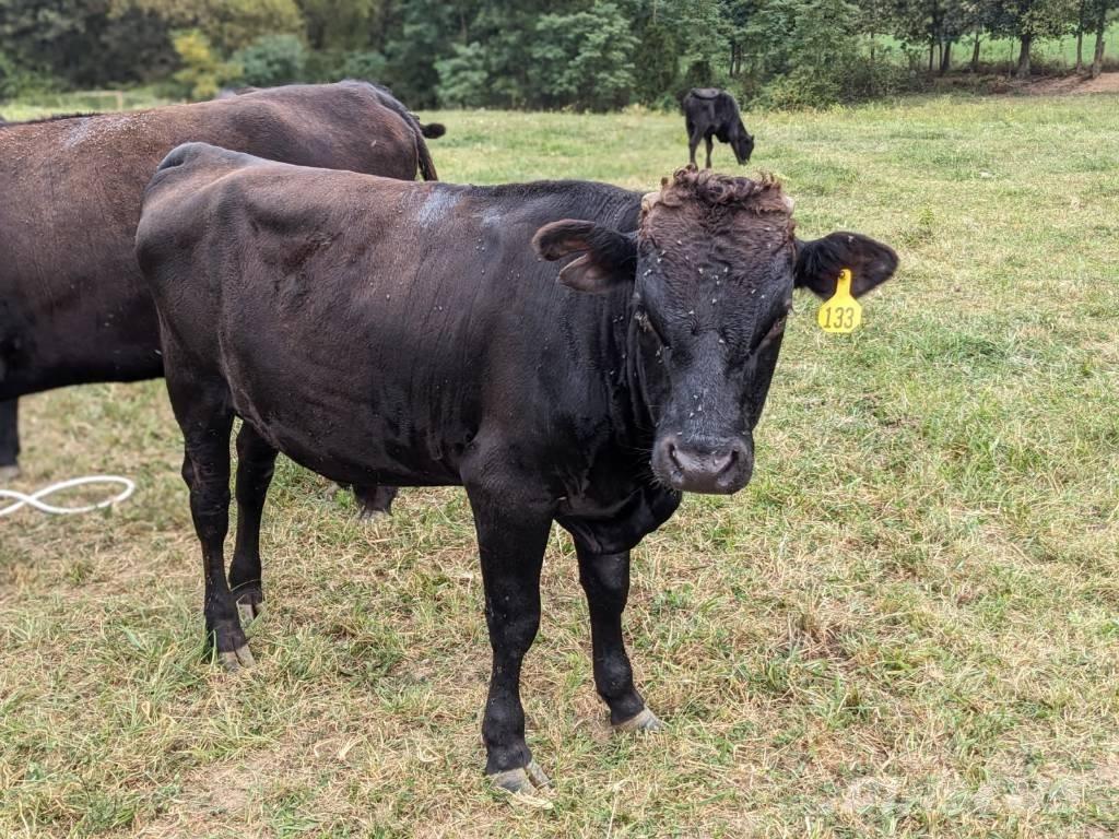 Bull (Organic Farm) Süt sağım ekipmanları