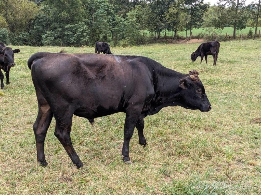 Bull (Organic Farm) Süt sağım ekipmanları