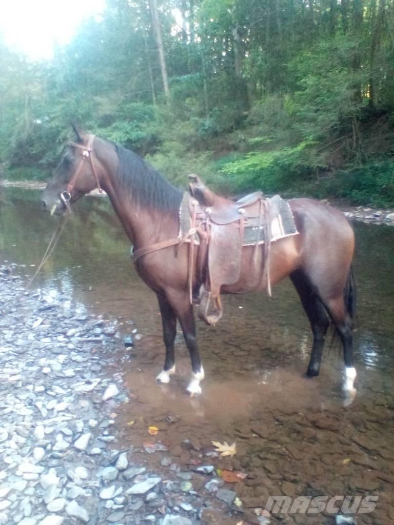  Horse Standaredbred Diger hayvancilik makina ve aksesuarlari