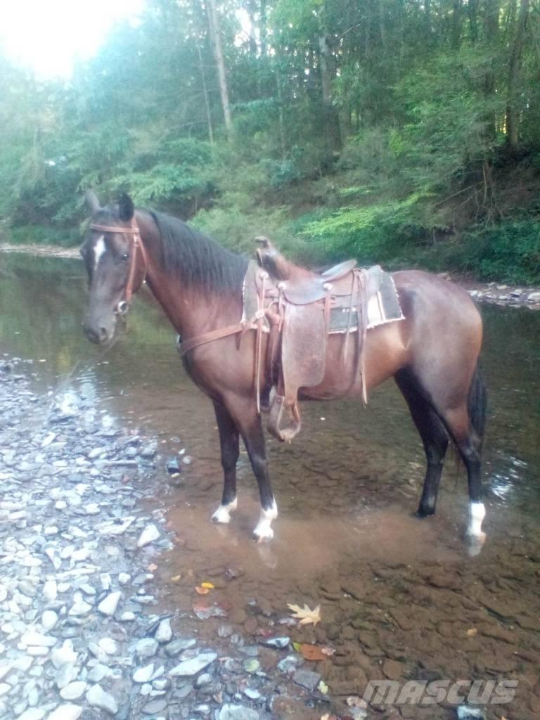  Horse Standaredbred Diger hayvancilik makina ve aksesuarlari