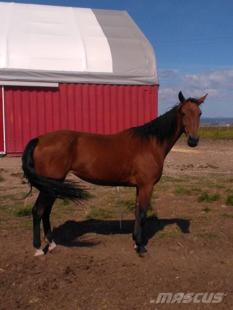  Horse Family Diger hayvancilik makina ve aksesuarlari