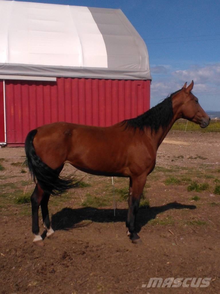  Horse Family Diger hayvancilik makina ve aksesuarlari