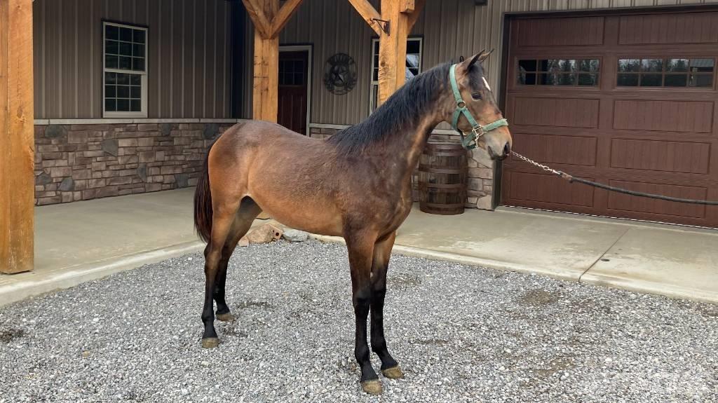 Morgan Filly Diger traktör aksesuarlari
