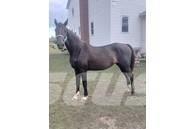  Horse Mare Diger hayvancilik makina ve aksesuarlari