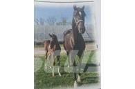  Horse Mare Diger hayvancilik makina ve aksesuarlari