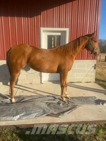  1-Year-Old Mare Diger