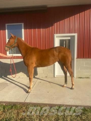  1-Year-Old Mare Diger