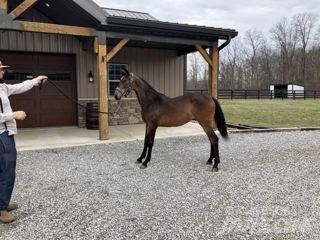Morgan Filly Diger