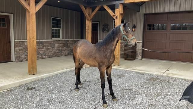 Morgan Filly Diger