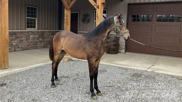 Morgan Filly Diger