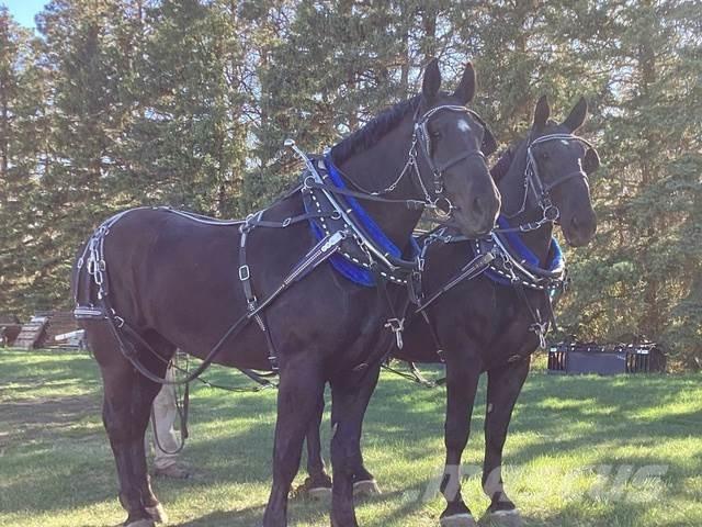 Percheron Team Diger