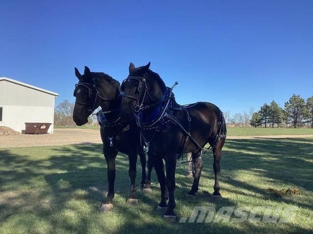  Percheron Team Diger