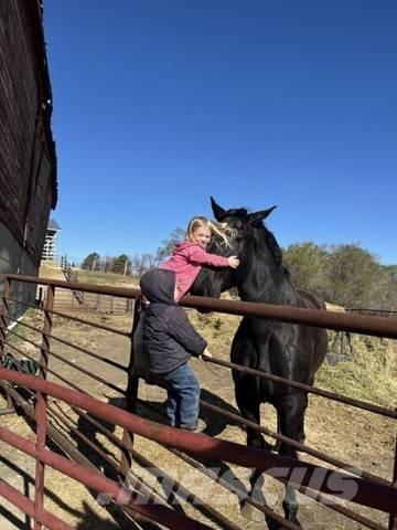  Percheron Team Diger